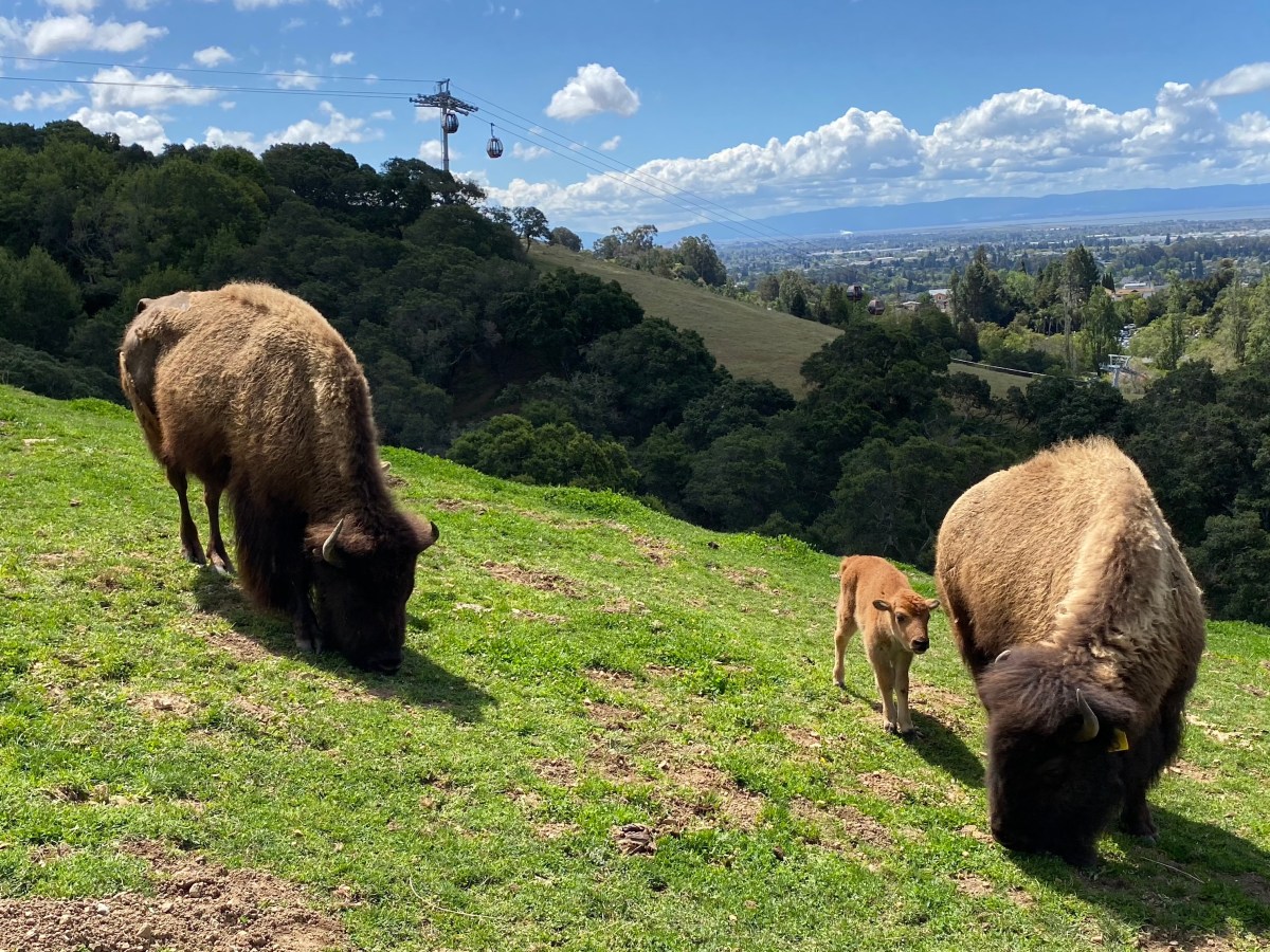 Two large bison and a small baby bison on a green hill with a gondola behind them.