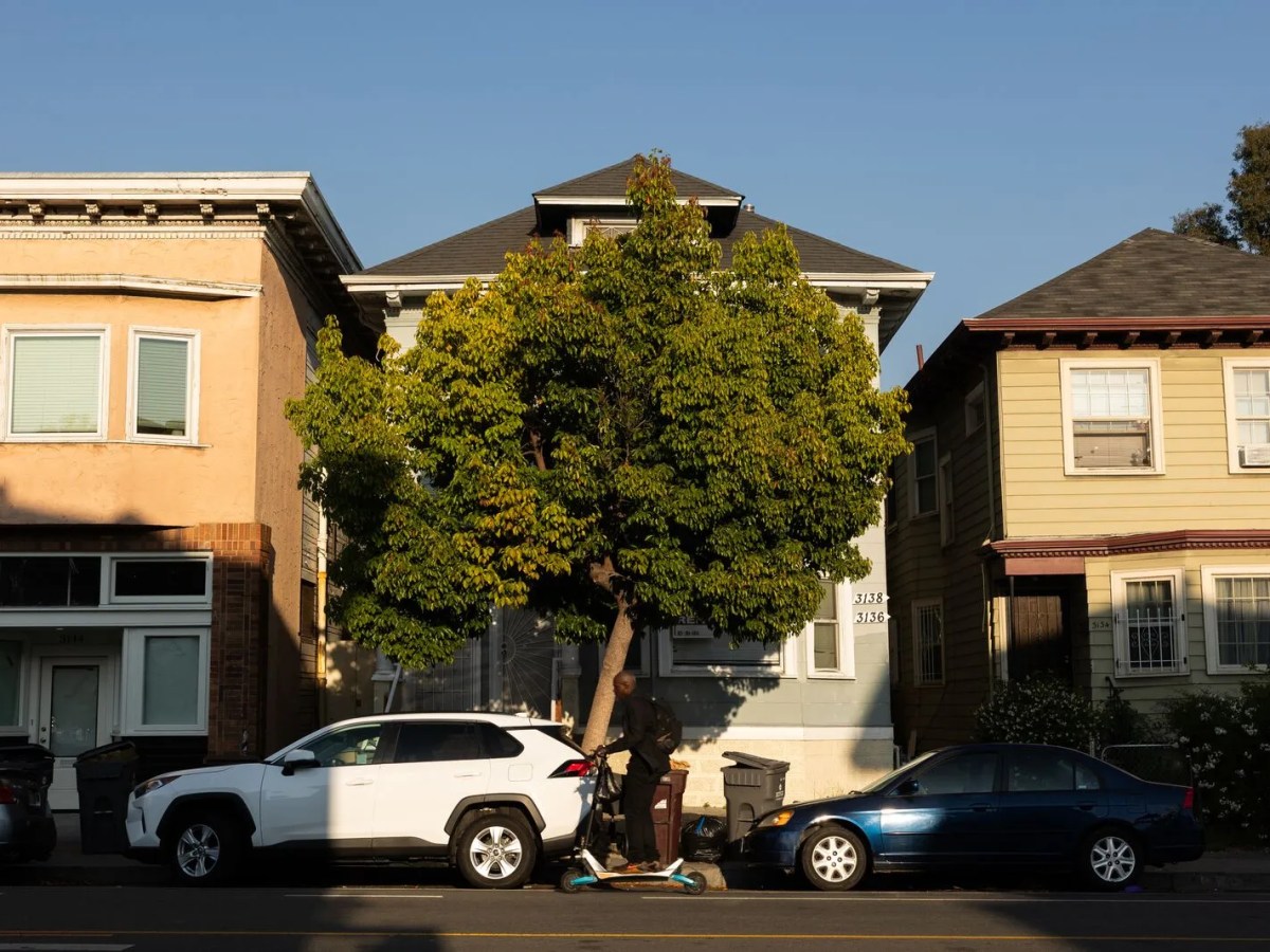 A single large leafy tree provides shade in front of three homes on a sunny day in Oakland.