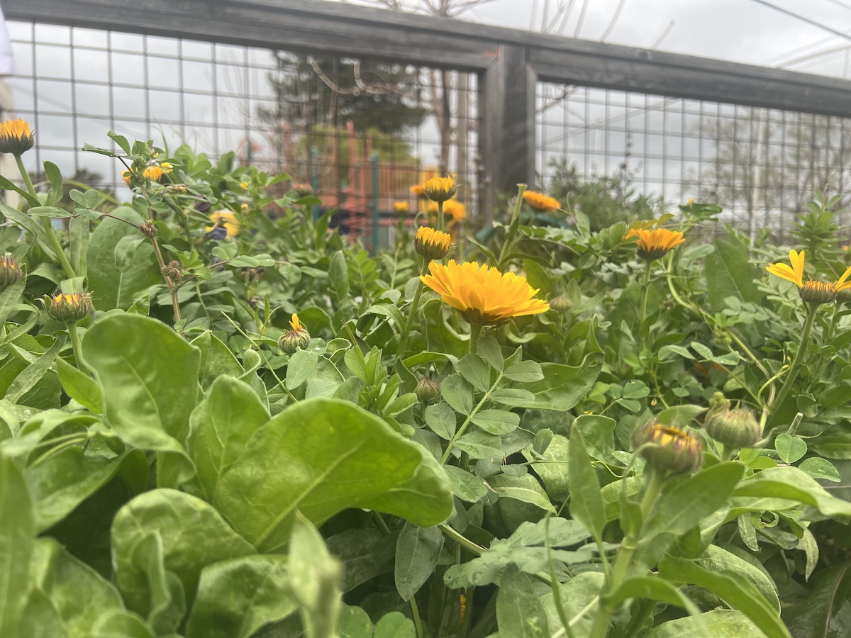 Yellow flowers in front of a brown fence with a play structure behind it